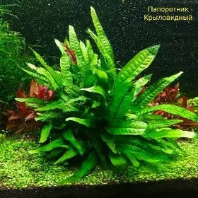 Растения