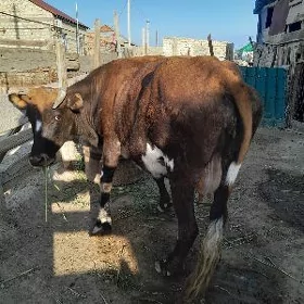 Sygyr