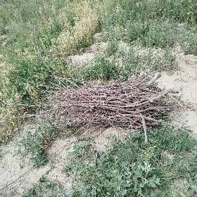 alma toňňe