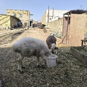 Ак кочкар