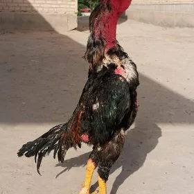 Babay purca