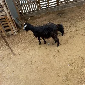 owlakly geçi