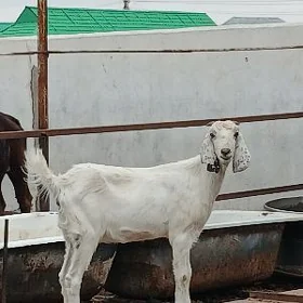 PÄKISTAN URKAÇY  ÇEVIŞ