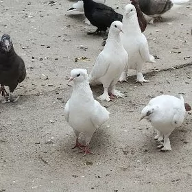 kepderi