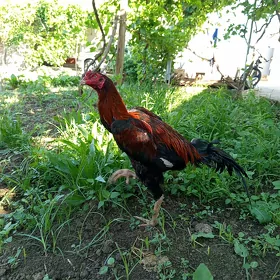 horaz
