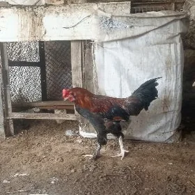 Horaz