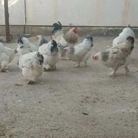 ýumurtga brama, яйца брама