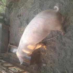 донуз