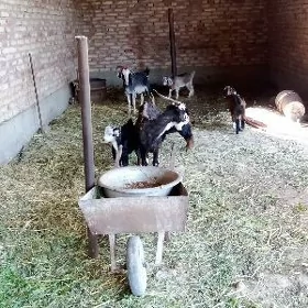 Geçiler Saýlama Ekiz Owlakly
