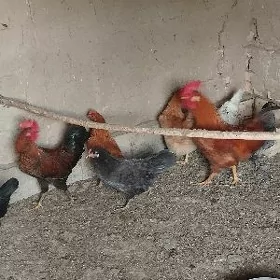 Towuklar