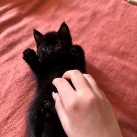 Котятки в добрые руки