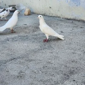 kepderi