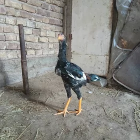 horaz