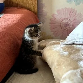 котятки в добрые руки
