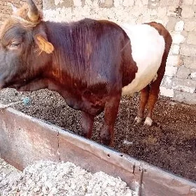 ökuz