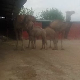 köşekli düýe 2 sani