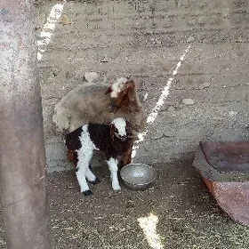 Guzly goýun