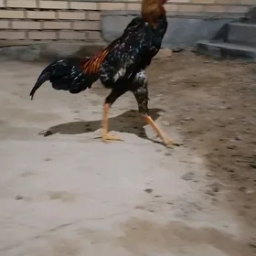 Horaz