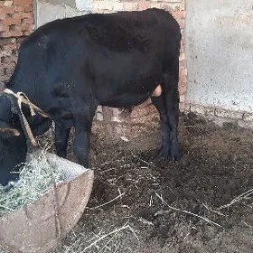 ökuz 1.3 aýlik