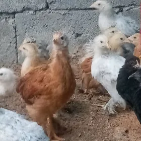 Brama balakly júje.