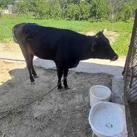 Göle