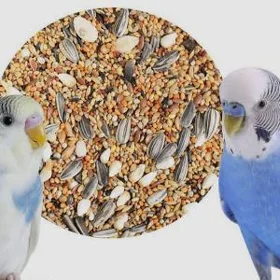 popugay im iym