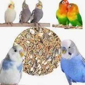 popugay gus imleri