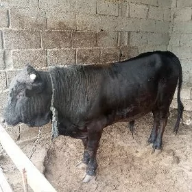 gole okuz