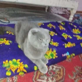pişik