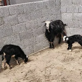 owlakly geçi