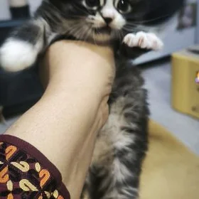 Pishikjekler, котенок