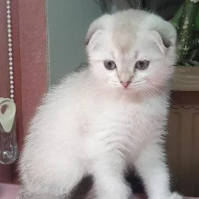 шотландские шиншиллы