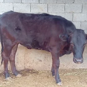 tüwe angus