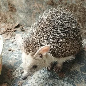 kirpi