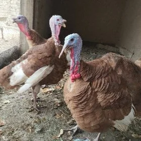 erkek induk owgan