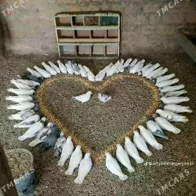 kepderi