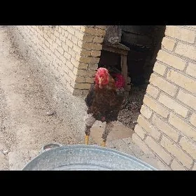 Baýes horaz
