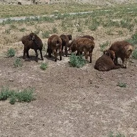 tokli we berre