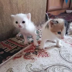 Pişik