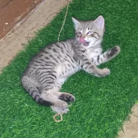 котята