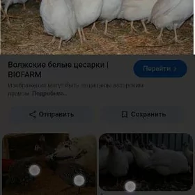 цысарка