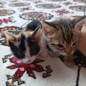 Котята