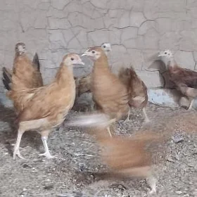 3 aylyk juyje
