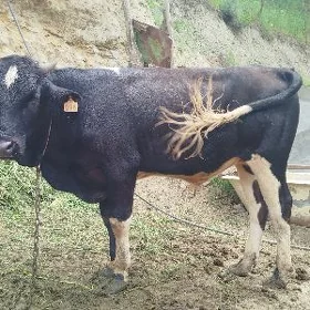Ökuz