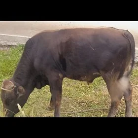öküz