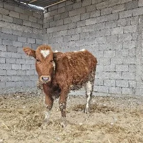Göle  tüwe