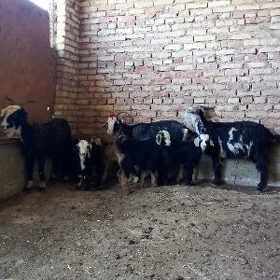 Ekiz Owlakly Geçi Guzuly Goýun