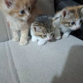 Красивые котята.