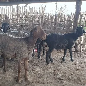 Кочкарлар
