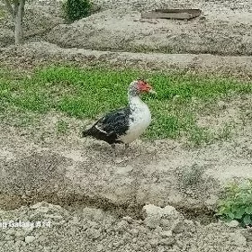ördek